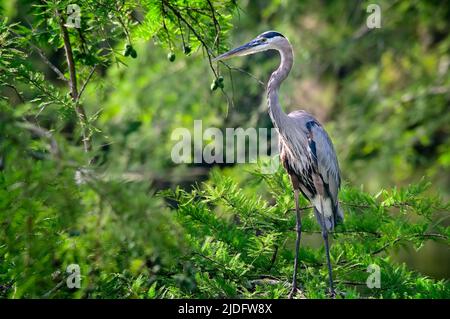 Un grande airone blu si trova nei rami di un albero di gomma dolce americano nel rifugio Noxubee Wildlife. Foto Stock