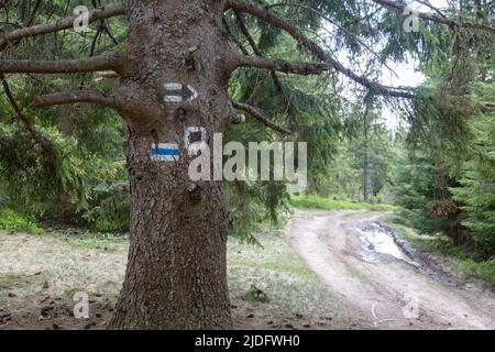 Il percorso turistico segna su un albero, dipinto di bianco, nero e blu che guida la strada per la montagna escursionistica. La catena Gorgany Carpazi Foto Stock