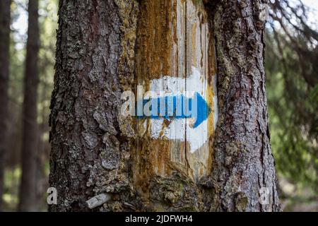Marchiando la freccia del percorso turistico dipinta sull'albero in blu e bianco. Itinerario di viaggio segno in montagna, i Carpazi Foto Stock