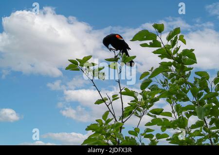 Uccello nero alare rosso sul ramo dell'albero Foto Stock