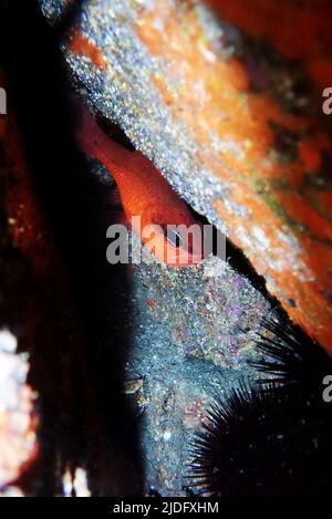 Pesce rosso cardinale mediterraneo - (Apogon imberbis) Foto Stock