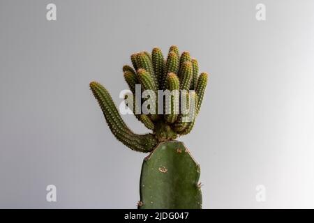 vista closeup della testa del cactus innestato Foto Stock