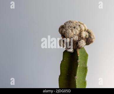 Vista da vicino della testa di cactus innestata di mammillaria Foto Stock