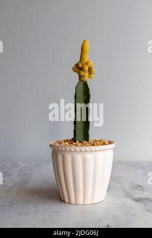 Cactus di arachidi giallo innestato su un cootstock di cactus Foto Stock