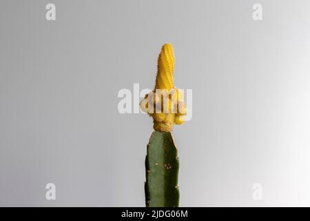 Vista closeup della testa di cactus innestata con arachidi gialla Foto Stock