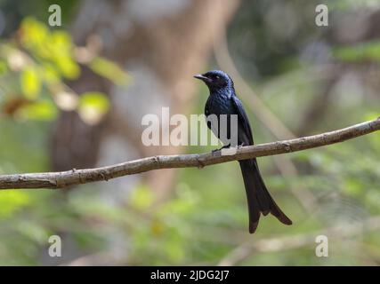 Il drongo bronzato è un piccolo uccello indomalayano appartenente al gruppo dei drongo. Foto Stock