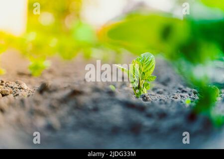 Un giovane cespuglio di patate cresce nel terreno in un letto giardino Foto Stock
