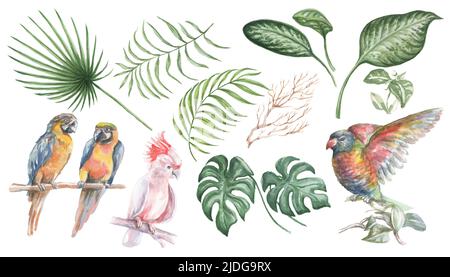 Uccelli e foglie dei tropici cockatoo monstera pappagallo acquerello illustrazione disegnata a mano grande insieme elementi isolati su sfondo bianco natura jungl Foto Stock