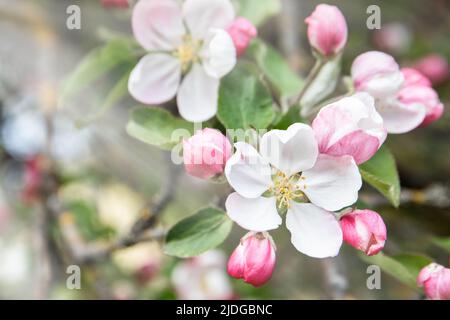 Bella fioritura di mela di colore bianco e rosa, primaverile. Foto Stock