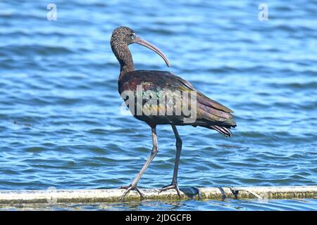 Ibis lucido che mostra le sue piume di colore metallizzato Foto Stock