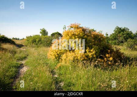 Cotinus coggygria conosciuta anche come smoketree europeo, smoketree eurasiatico, alberi da fumo, cespugli di fumo, sommaci veneziani, o il sommach di dyer Foto Stock