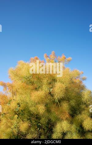 Cotinus coggygria conosciuta anche come smoketree europeo, smoketree eurasiatico, alberi da fumo, cespugli di fumo, sommaci veneziani, o il sommach di dyer Foto Stock