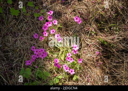 Oxalis articolata o Oxalis floribunda che crescono sulle colline vicino a Pesaro e Urbino, nelle Marche Foto Stock