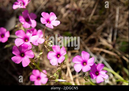 Oxalis articolata o Oxalis floribunda che crescono sulle colline vicino a Pesaro e Urbino, nelle Marche Foto Stock
