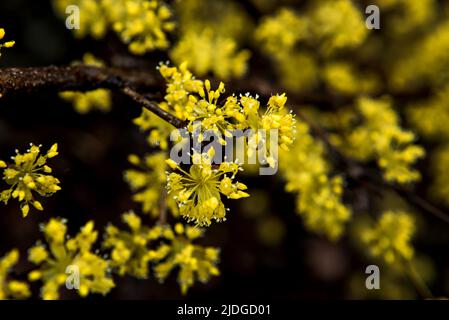 Bel cornello giallo giapponese, fiori di Cornus officinalis su primavera di Eary. Foto Stock