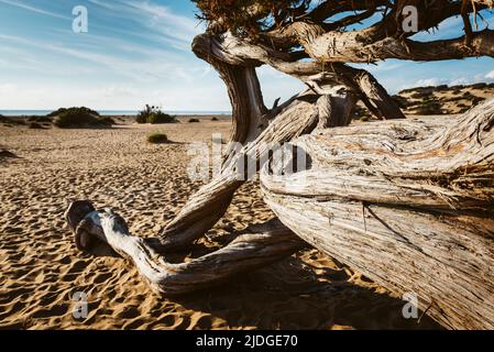 Albero di Juniper con rami curvati e districati nella sabbia delle dune sulla spiaggia di Piscinas, Costa Verde nel caldo sole della sera, Sardegna, Italia Foto Stock