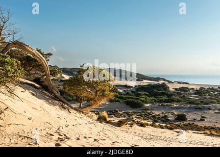 Albero di Juniper con rami curvati e districati nella sabbia delle dune sulla spiaggia di Piscinas, Costa Verde nel caldo sole della sera, Sardegna, Italia Foto Stock