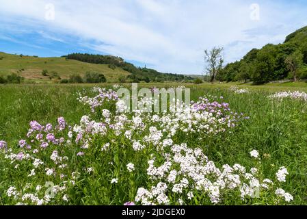 Hesperis matronalis, i violetti di dame, a Wharfedale Foto Stock