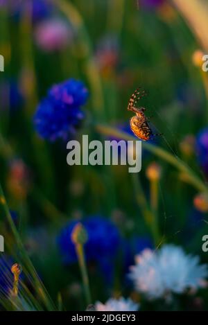 La morte si agguiacca nel campo del grano. Un'Aculepeira ceropegia splendidamente disegnata si aggira per la sua preda nel campo del grano. Foto Stock