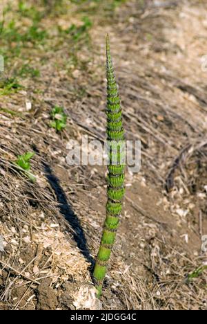 Pianta del Horsetail Foto Stock