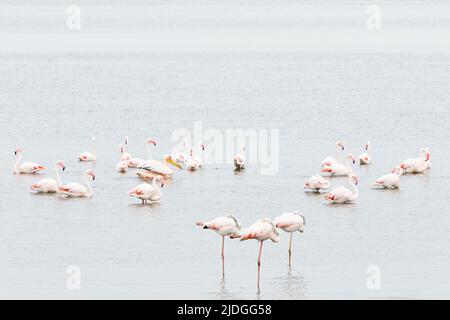 Fenicotteri a Walvis Bay Foto Stock