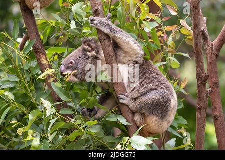 Koala tiene su un ramo e mangia alcune foglie di eucalipto. Currumbin Wildlife Sanctuary, Queensland, Australia Foto Stock