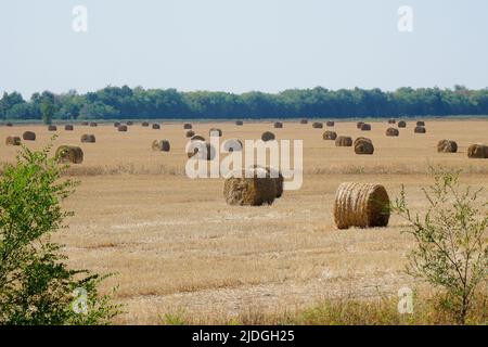 Fieno in rotoli su un campo di mown Foto Stock