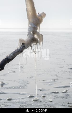 Lunghe ghiacciate appese a un ramo dal mare ghiacciato in una mattinata fredda e gelida Foto Stock