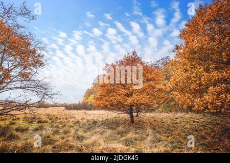 Alberi in arancio colori autunnali in una palude con erba e un cielo blu sopra Foto Stock