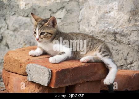 Un gattino litten che riposa sui mattoni Foto Stock