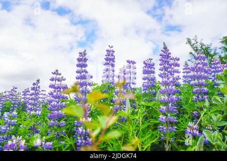 Lupini viola fiori sotto un cielo blu in estate su un prato Foto Stock
