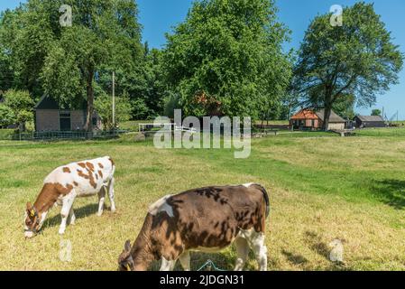 Enkhuizen, Paesi Bassi, giugno 2022. Vitelli nel prato. Foto di alta qualità Foto Stock