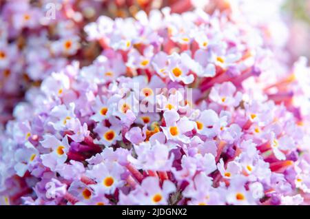 Vista ravvicinata dei fiori di buddleia in giardino in estate. Foto Stock
