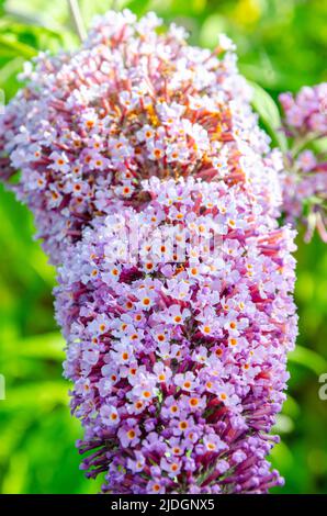 Vista ravvicinata dei fiori di buddleia in giardino in estate. Foto Stock