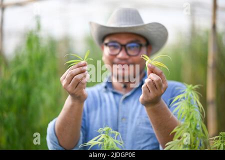 Giovani e innovative mani contadine che tengono la cannabis in piedi in serra. Azienda agricola di cannabis Foto Stock