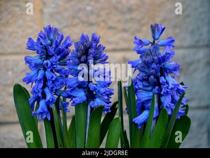 Blue Hyacinthus Orientalis 'Aqua' (Hyacinth olandese) coltivato in un Country Garden inglese, Lancashire, Inghilterra, Regno Unito Foto Stock