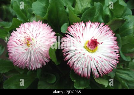 Due Bellis rosa/bianco perennis 'Pomponette' (English Daisy) Bicolor Double Flowers coltivati in un Country Garden inglese, Lancashire, Inghilterra, Regno Unito Foto Stock