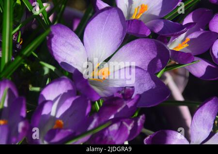 Viola/Lilico/Mauve Crocus tommasinianus 'Ruby Giant' (Early Crocus) Fiori coltivati in un Giardino di campagna inglese, Lancashire, Inghilterra, Regno Unito. Foto Stock