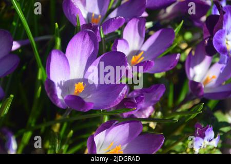 Viola/Lilico/Mauve Crocus tommasinianus 'Ruby Giant' (Early Crocus) Fiori coltivati in un Giardino di campagna inglese, Lancashire, Inghilterra, Regno Unito. Foto Stock