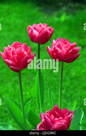 Tre Tulipa rosa "Regina di Marvel" (doppio tulipano) coltivato in un giardino di campagna inglese, Lancashire, Inghilterra, Regno Unito Foto Stock