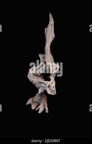 driftwood isolato su sfondo nero, Twisted e pezzo di legno invecchiato con apertura in mezzo Foto Stock