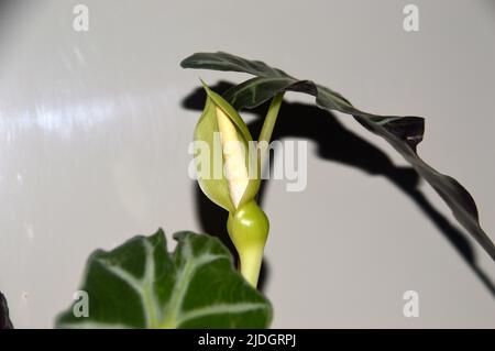 Fiori e foglie veninate su un'Alocasia Portodora (orecchio di elefante verticale) Casa interna Foto Stock