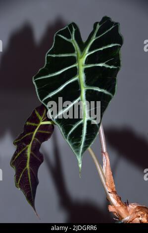 Fiori e foglie veninate su un'Alocasia Portodora (orecchio di elefante verticale) Casa interna Foto Stock