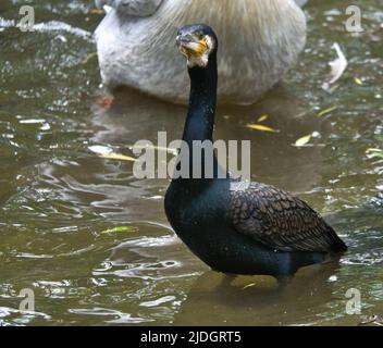 Uccello cormorano in vista ravvicinata. Piumaggio dettagliato. Predator che mangia pesce. Foto animali in natura. Foto Stock