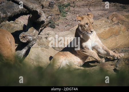 Giovane leonessa giacente su una pietra con vista allo spettatore. Foto animale di un predatore. Mammifero africano. Re di animali Foto Stock