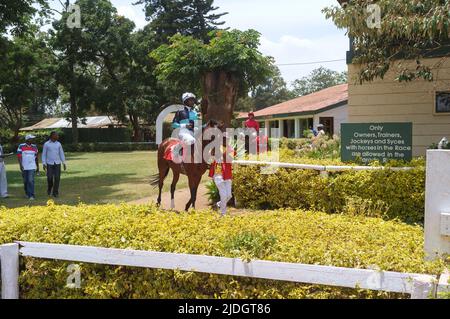 I cavalli sono condotti attorno al ring della parata prima di una gara, Ngong Racecourse, Ngong Road, Nairobi, Kenya. 1 Mar 2015 Foto Stock