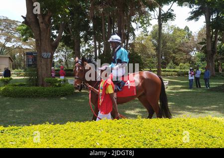 I cavalli sono condotti attorno al ring della parata prima di una gara, Ngong Racecourse, Ngong Road, Nairobi, Kenya. 1 Mar 2015 Foto Stock