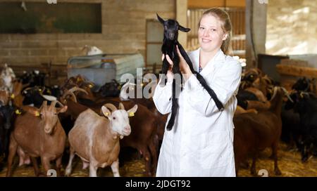 Veterinario donna che si cura di piccole capre Foto Stock