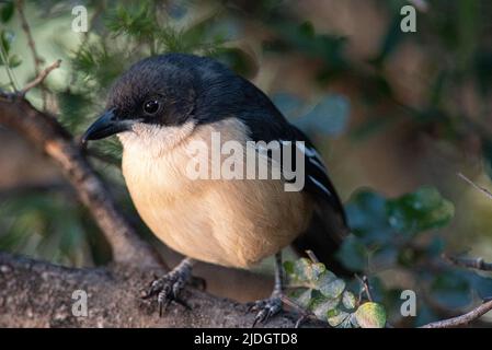 Boubou meridionale (Laniarius ferrugineus) al Parco Nazionale della montagna Zebra vicino Cradock, Provincia del Capo Orientale, Sudafrica, 16 giugno 2022. Foto Stock