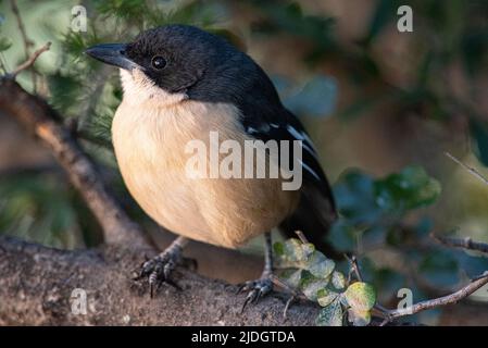 Boubou meridionale (Laniarius ferrugineus) al Parco Nazionale della montagna Zebra vicino Cradock, Provincia del Capo Orientale, Sudafrica, 16 giugno 2022. Foto Stock